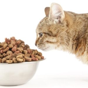 Cat Food/Alimento para Gatos